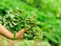 Những thực phẩm mẹ bầu 