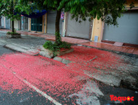 [ẢNH] Người Hà Nội tiếc nuối mùa hoa lộc vừng đỏ 