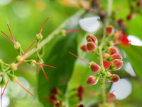 [ẢNH] Người Hà Nội tiếc nuối mùa hoa lộc vừng đỏ 