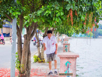 [ẢNH] Người Hà Nội tiếc nuối mùa hoa lộc vừng đỏ 