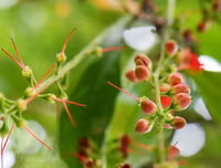 [ẢNH] Người Hà Nội tiếc nuối mùa hoa lộc vừng đỏ 