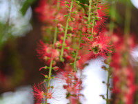 [ẢNH] Người Hà Nội tiếc nuối mùa hoa lộc vừng đỏ 