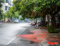 [ẢNH] Người Hà Nội tiếc nuối mùa hoa lộc vừng đỏ 