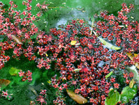 [ẢNH] Người Hà Nội tiếc nuối mùa hoa lộc vừng đỏ 