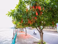 [ẢNH] Người Hà Nội tiếc nuối mùa hoa lộc vừng đỏ 