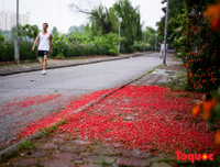 [ẢNH] Người Hà Nội tiếc nuối mùa hoa lộc vừng đỏ 