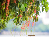 [ẢNH] Người Hà Nội tiếc nuối mùa hoa lộc vừng đỏ 