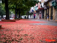 [ẢNH] Người Hà Nội tiếc nuối mùa hoa lộc vừng đỏ 