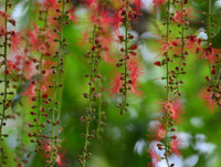 [ẢNH] Người Hà Nội tiếc nuối mùa hoa lộc vừng đỏ 