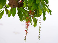 [ẢNH] Người Hà Nội tiếc nuối mùa hoa lộc vừng đỏ 