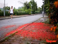 [ẢNH] Người Hà Nội tiếc nuối mùa hoa lộc vừng đỏ 