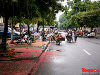 [ẢNH] Người Hà Nội tiếc nuối mùa hoa lộc vừng đỏ 