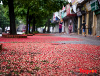 [ẢNH] Người Hà Nội tiếc nuối mùa hoa lộc vừng đỏ 