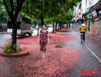 [ẢNH] Người Hà Nội tiếc nuối mùa hoa lộc vừng đỏ 