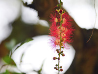 [ẢNH] Người Hà Nội tiếc nuối mùa hoa lộc vừng đỏ 