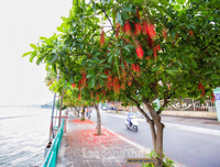 [ẢNH] Người Hà Nội tiếc nuối mùa hoa lộc vừng đỏ 