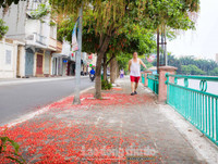 [ẢNH] Người Hà Nội tiếc nuối mùa hoa lộc vừng đỏ 