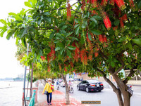 [ẢNH] Người Hà Nội tiếc nuối mùa hoa lộc vừng đỏ 