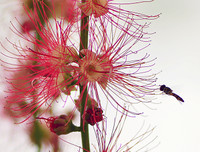 [ẢNH] Người Hà Nội tiếc nuối mùa hoa lộc vừng đỏ 