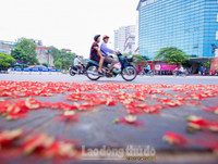 [ẢNH] Người Hà Nội tiếc nuối mùa hoa lộc vừng đỏ 
