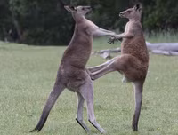 [ẢNH] Những loài động vật 