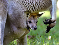 [ẢNH] Những loài động vật 