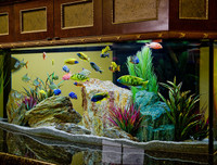 [ẢNH] Hút tài lộc vào nhà nhờ những mẹo phong thủy đơn giản