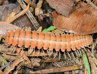 [ẢNH] Bất ngờ trước khả năng tự phát sáng của một số loài sinh vật