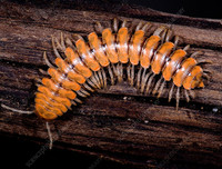 [ẢNH] Bất ngờ trước khả năng tự phát sáng của một số loài sinh vật