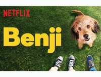 [ẢNH] Nhìn từ phim Cậu vàng điểm lại những bộ phim cảm động nhất mọi thời đại về loài chó