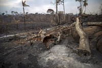 Cháy rừng Amazon: Bầu trời Brazil chìm trong khói tro, 3h chiều tối đen như giữa đêm