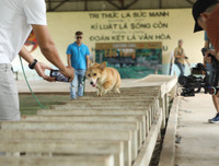 [ẢNH] Nhìn từ phim Cậu vàng điểm lại những bộ phim cảm động nhất mọi thời đại về loài chó