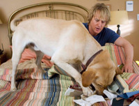 [ẢNH] Nhìn từ phim Cậu vàng điểm lại những bộ phim cảm động nhất mọi thời đại về loài chó