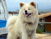 [ẢNH] Nhìn từ phim Cậu vàng điểm lại những bộ phim cảm động nhất mọi thời đại về loài chó