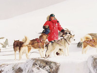 [ẢNH] Nhìn từ phim Cậu vàng điểm lại những bộ phim cảm động nhất mọi thời đại về loài chó