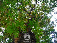 [Ảnh] Bất ngờ trước nguyên nhân khiến hoa sữa Hà Nội nở giữa hè nắng cháy