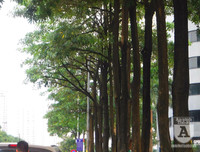 [Ảnh] Bất ngờ trước nguyên nhân khiến hoa sữa Hà Nội nở giữa hè nắng cháy