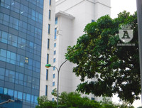 [Ảnh] Bất ngờ trước nguyên nhân khiến hoa sữa Hà Nội nở giữa hè nắng cháy