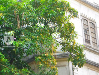 [Ảnh] Bất ngờ trước nguyên nhân khiến hoa sữa Hà Nội nở giữa hè nắng cháy