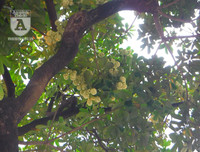 [Ảnh] Bất ngờ trước nguyên nhân khiến hoa sữa Hà Nội nở giữa hè nắng cháy