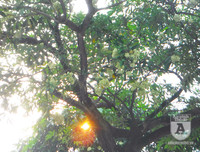 [Ảnh] Bất ngờ trước nguyên nhân khiến hoa sữa Hà Nội nở giữa hè nắng cháy