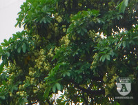 [Ảnh] Bất ngờ trước nguyên nhân khiến hoa sữa Hà Nội nở giữa hè nắng cháy