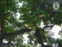 [Ảnh] Bất ngờ trước nguyên nhân khiến hoa sữa Hà Nội nở giữa hè nắng cháy