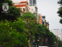 [Ảnh] Bất ngờ trước nguyên nhân khiến hoa sữa Hà Nội nở giữa hè nắng cháy