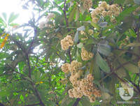 [Ảnh] Bất ngờ trước nguyên nhân khiến hoa sữa Hà Nội nở giữa hè nắng cháy