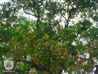 [Ảnh] Bất ngờ trước nguyên nhân khiến hoa sữa Hà Nội nở giữa hè nắng cháy