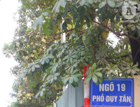 [Ảnh] Bất ngờ trước nguyên nhân khiến hoa sữa Hà Nội nở giữa hè nắng cháy