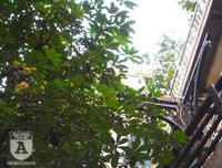 [Ảnh] Bất ngờ trước nguyên nhân khiến hoa sữa Hà Nội nở giữa hè nắng cháy