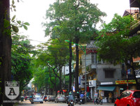 [Ảnh] Bất ngờ trước nguyên nhân khiến hoa sữa Hà Nội nở giữa hè nắng cháy