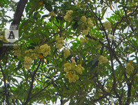 [Ảnh] Bất ngờ trước nguyên nhân khiến hoa sữa Hà Nội nở giữa hè nắng cháy